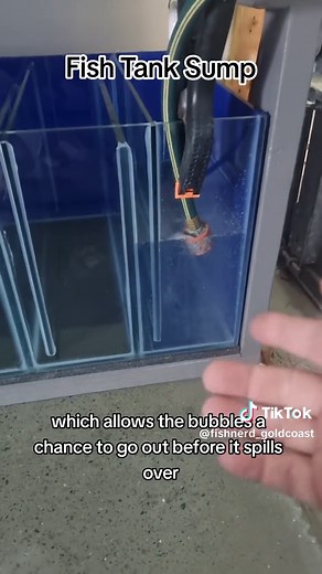 This is how my fish tank sumps are custom-made. This one will be fairly low flow and has heaps of room for media. The first stage is filter sponge and then ceramic bio media to hold as much good bacteria as possible. #FishTank #DIY #Sump #Fishtok