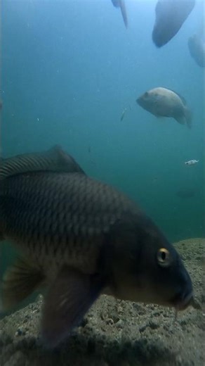 Common Carp - A Bottom feeder #carp #fish #gopro #video