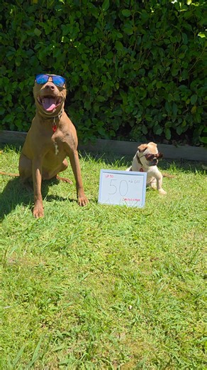 Our up to 50% off sale on selected items wraps up on the 11th — make sure you check it out before it’s gone! | The Dog Rescue Project