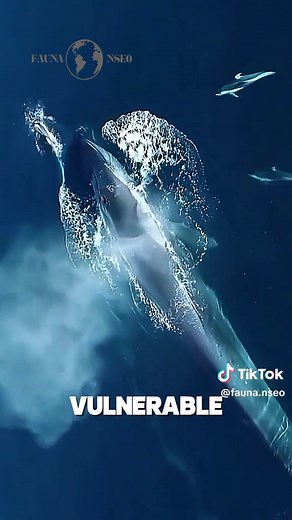 Ballena Azul: El Gigante del Océano