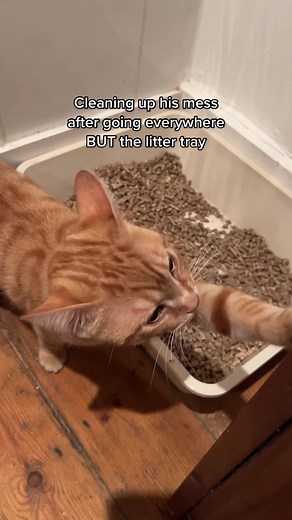 Classic orange cat behaviour 🐈 #catsoftiktok #orangecat #orangecatbehavior #kitten