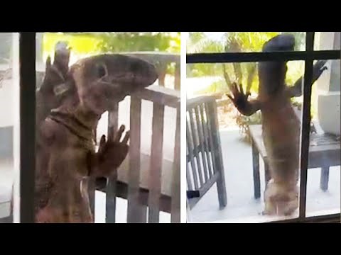 ‘Godzilla’ Lizard Crawls on Homeowner’s Window