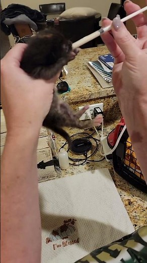 Syringe Feed Newborn Kitten