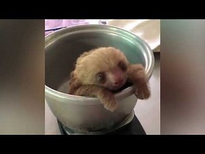 【癒し】可愛い動物たちに癒されよう＃7【かわいい】