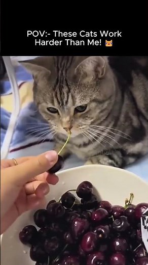 These Cats Work Harder Than Me! 😹