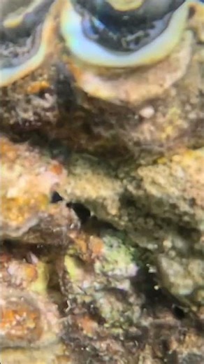 Clam Shell Covered in Mysterious Webbing 🐚🫧🌊