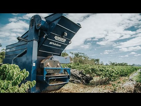 Recolhedora de Café Conilon Pinhalense | Robusta