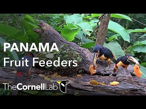 Panama Fruit Feeder Cam at Canopy Lodge | Cornell Lab