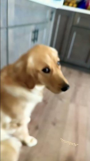 Universal Song-Official Song