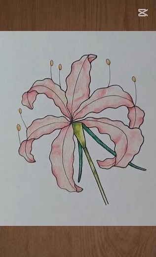 spider lily flower #drawing #art #easydrawing #pencildrawing