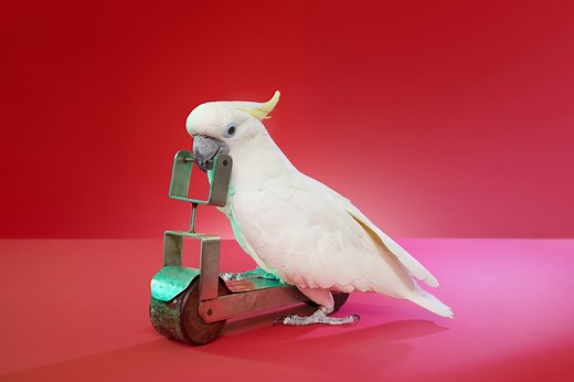 Meet the world's fastest parrot...on a scooter 🦜 | Guinness World Records