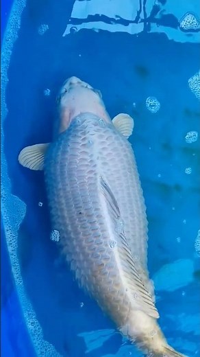 DON’T BE LATE! Early Signs of Dropsy in Koi that You Must Know!