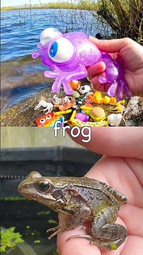 Learn Animal Names for Kids at the Lake: Snake Horse Cow Tortoise Frog