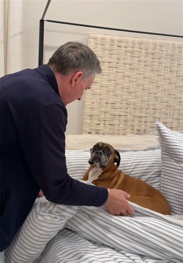 MY HEART CAN'T HANDLE IT 🥹😫 #doglover #boxerdog #fyp #foryoupage #dogcontent