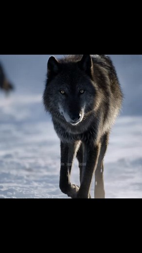 Life Laps | The Genius Formation of Wolves #documentary #wolves #nature | Instagram