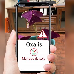 🍀😍Identifiez instantanément plus de 10 000 espèces de plantes. 👨‍🔬🥀Auto-diagnostic des plantes malades. 💧Astuces pour l'entretien des plantes. | PictureThis