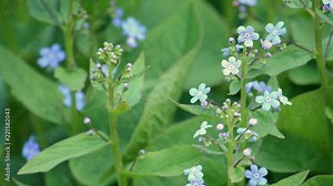 Myosotis sylvatica blue forget me not in the nature