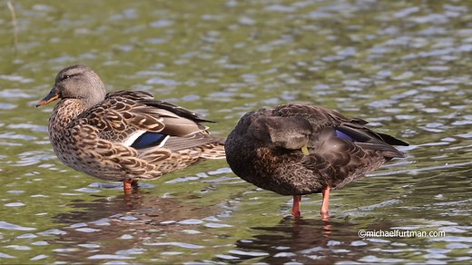 Waterfowl ID: Black Duck Drake vs. Mallard Hen Here's a side-by-side comparison of two commonly mistaken ducks... American black ducks (right) are similar to mallards in size, and resemble the female mallard (left) in coloration. However, the black duck's plumage is darker. | Ducks Unlimited