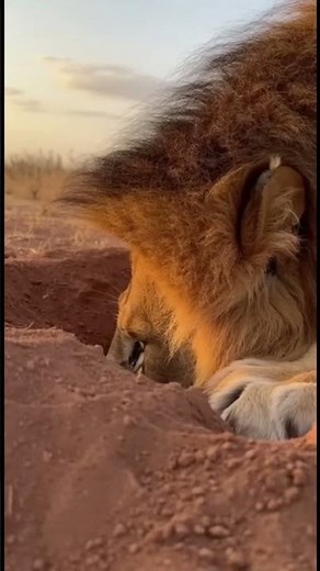 WARTHOG VS LION 🦁 FUNNY MOMENTS 😂 #animalshorts #lion #lionfunny