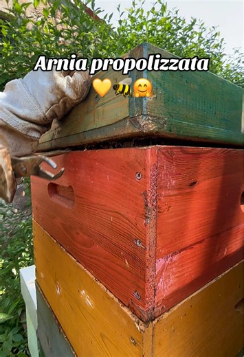 Arnia Propolizzata: Un Mondo di Api