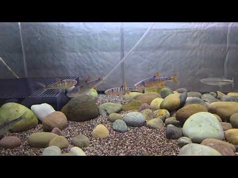 Lythrurus fasciolaris "scarlet shiners" looking amazing