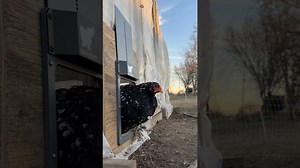 I installed an automatic chicken coop door! 🐔