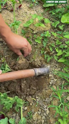 🌿🪴 Preparing Soil Bed: Steel Hand Mattock Digging Dirt Hole For Crop Roots