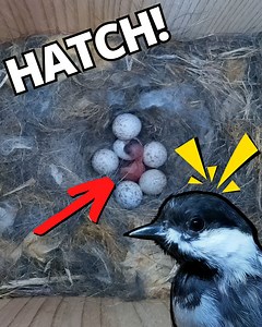 The newly hatched chicks are so tiny 🐣🥹 | Nest Box Live