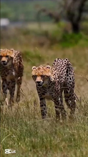 “Two Cheetahs on the Move | Wildlife Awareness & Movement Explained”
