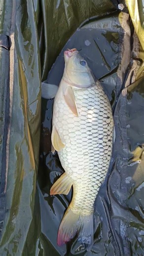 Kapr na boilies Scopex&Moruše od ‪@Carp_Arts‬ #fishing #shorts