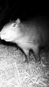 ¿Escuchaste este sonido alguna vez? 🤯👇✍️ #animalpothography #naturelovers #trailcam #animalplanet #carpincho #capibara | Uruguay fototrampeo
