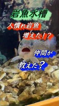 【渓流魚飼育（イワナ飼育）】人慣れ岩魚が増えた😲仲間が教えたのか！？ #渓流#イワナ#日本淡水魚#アクアリウム#水槽#飼育