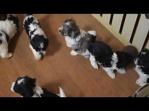 Shih Poo Puppies For Sale