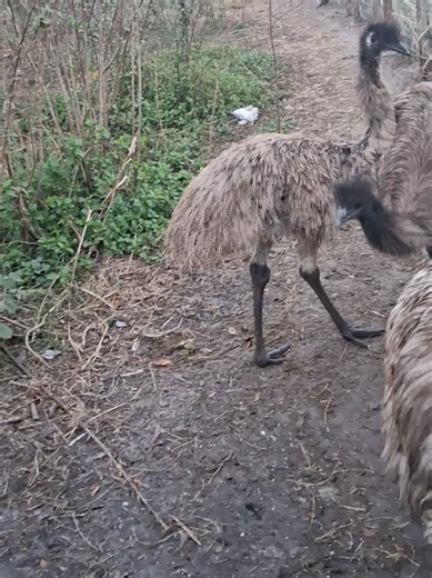 Feeding Emus: A Close Look at These Exotic Pets