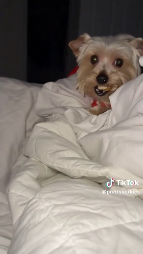 Discover the Cutest Yorkie Moments on TikTok