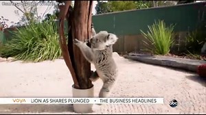 Koala Cuddles With Cameraman