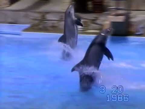 Busch Gardens: The Dark Continent - Dolphin and Seal Lion Show | March 20, 1986