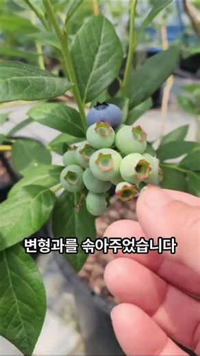 블루베리 작은 열매 기다렸다가 따면 안 돼? #순창 #블루베리#국산 #블루베리열매솎기 #블루베리적과 #블루베리재배 #듀크블루베리 #블루베리수확 #농촌진흥청 #쌍치베리농장