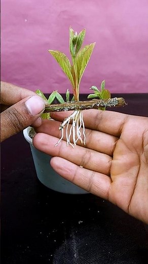 Best method and unique ideas for propagating lemon trees from cuttings🍋