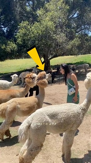 This animal spits on the people's face 🙄