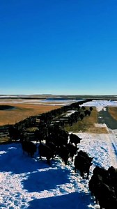 COW TRAIN headed to the corral. | 1HandnFarming