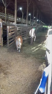 36K views · 673 reactions | Mini Jersey milk cow selling today!! | Mt. Airy Livestock Exchange | Facebook