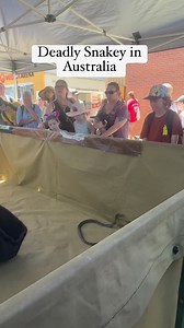 8K views · 35 reactions | Brown Snake the deadly snake in Australia #wildlife #brownsnake #venomous #deadlysnakes #poisonoussnake #brownsnakeaustralia #highlights @followers @top fans Everyone | Mangyan in Australia | Facebook