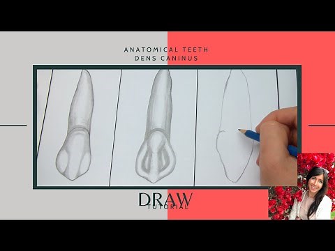Dental - Zähne richtig zeichnen - Draw anatomic tooth - Eckzahn/Dens caninus [Tutorial]