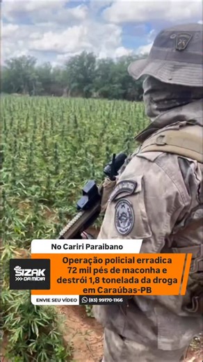 Portal Sizak da Mídia on Instagram: "Uma grande operação integrada das forças de segurança resultou em um duro golpe contra o tráfico de drogas na Paraíba. Na última sexta-feira (06), a Polícia Militar da Paraíba, por meio do Departamento de Inteligência (Dintel), em ação conjunta com a Polícia Federal, realizou a prisão de um homem natural de Pernambuco e erradicou aproximadamente 72 mil pés de Cannabis sativa (maconha) em uma plantação localizada na zona rural do município de Caraúbas, no Cari