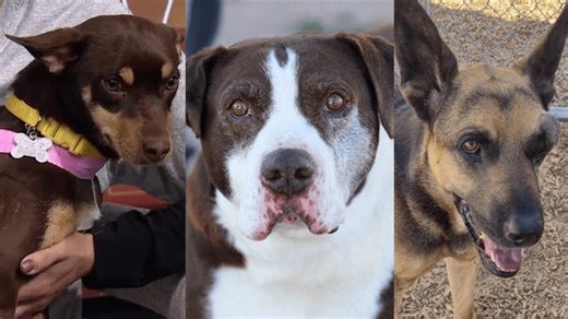 Love 4 Pets: Quilt, Georgie, Baymax