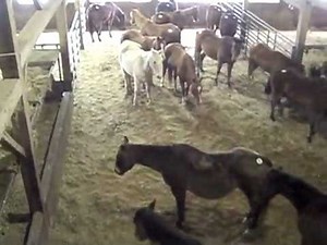 Sugarcreek Livestock Auction in Tuscarawas County