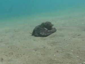 pulpo bahia de santander tirando tinta grabado con olympus tough-80000