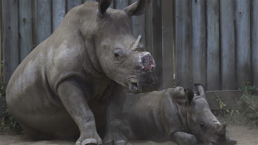 Cutting off rhinos' horns is a contentious last resort to stop poaching. A new study found it works
