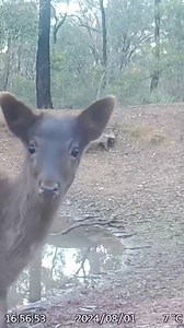 🦌 Curious Deer Caught on Camera! 🎥✨ This deer had to stop and investigate the mysterious game cam—what do you think it was thinking? 🤔😂 Drop your best caption below! 👇 #DeerCam #CaughtOnCamera #WildlifeWatch #CuriousCreatures #TrailCamAdventures | Fish & Funnies